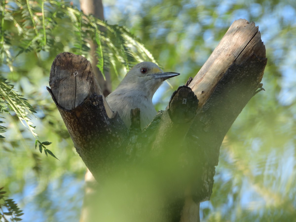 Golden-fronted Woodpecker (Northern) - ML646703352