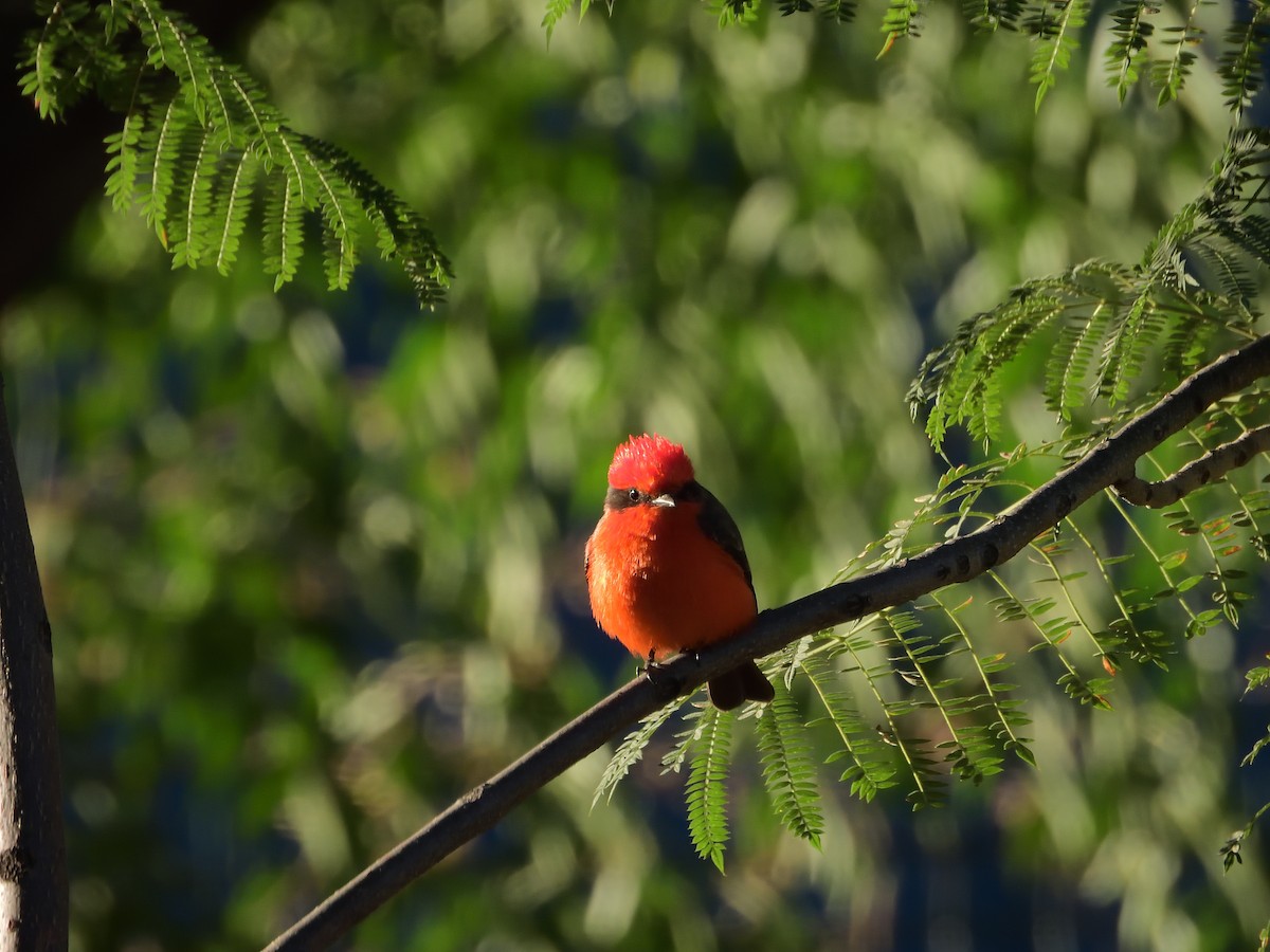 Vermilion Flycatcher (Northern) - ML646703391