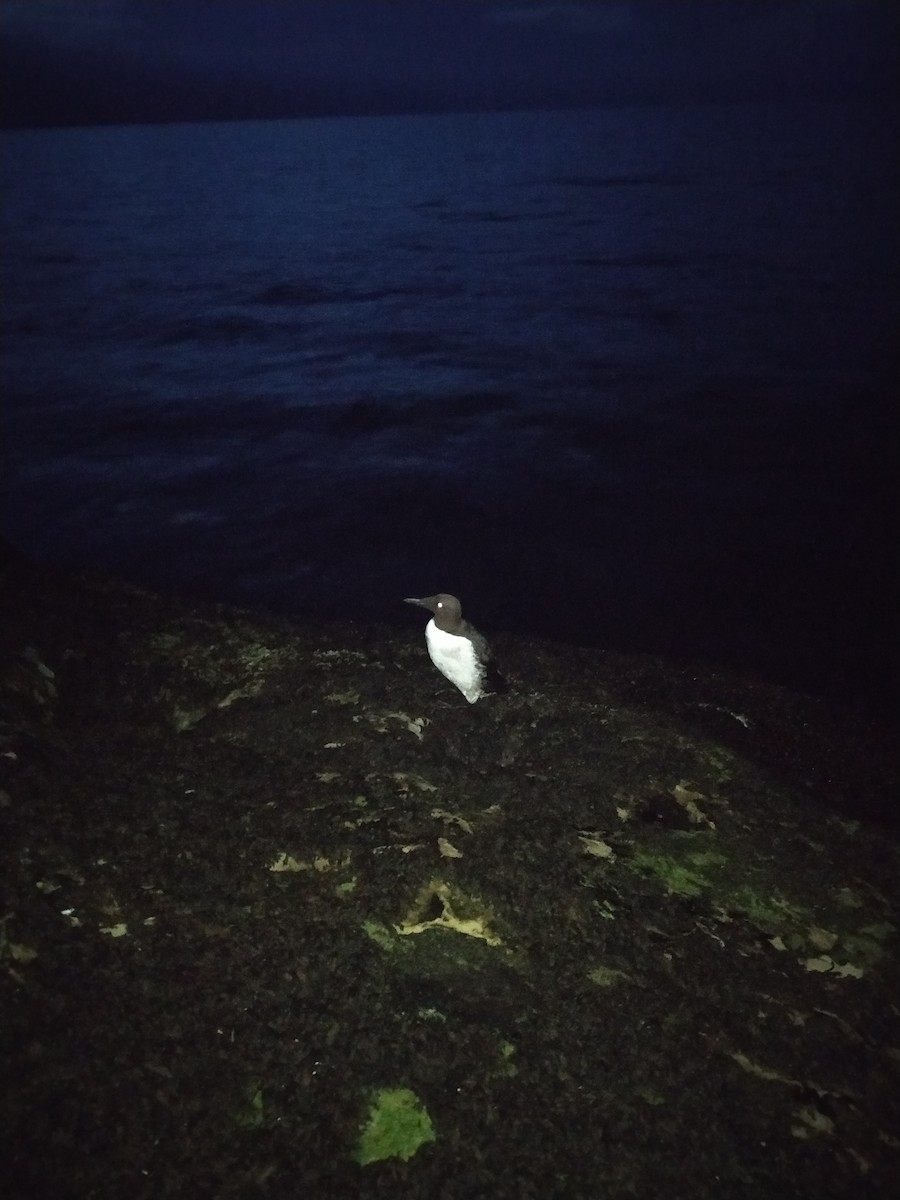 Arao Común - ML646703392