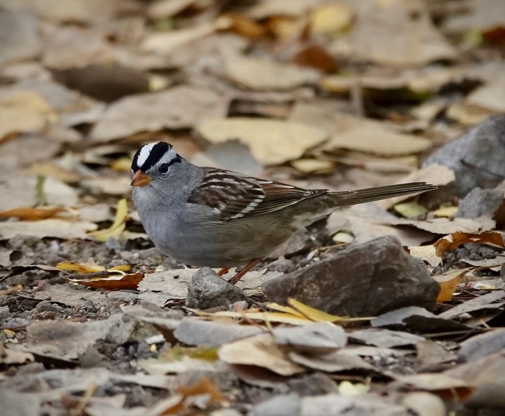 White-crowned Sparrow (Gambel's) - ML646703393