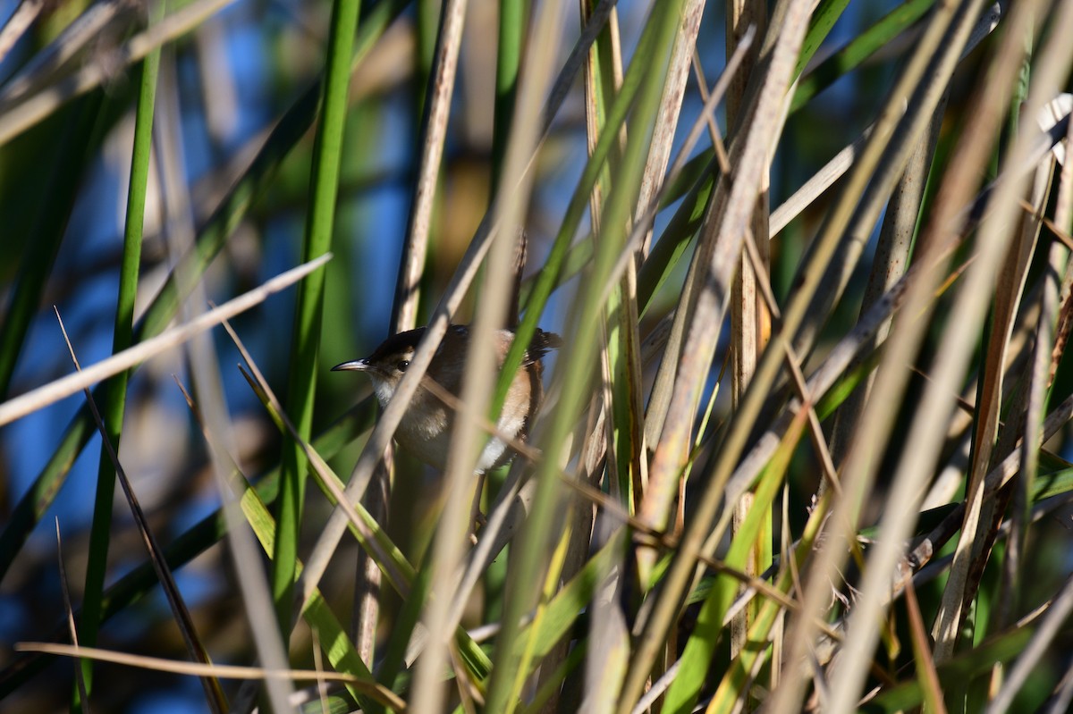 myrsmett - ML646703398