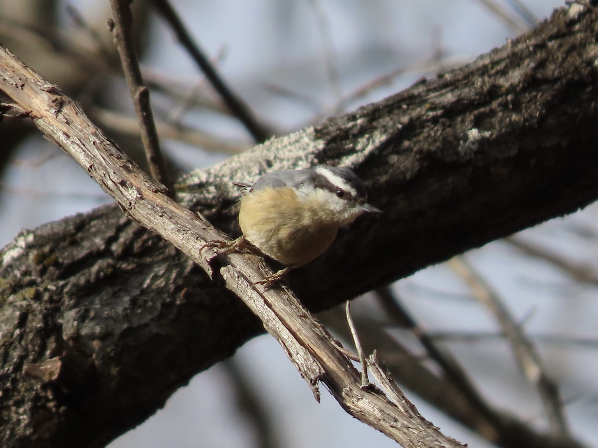 Red-breasted Nuthatch - ML646703399