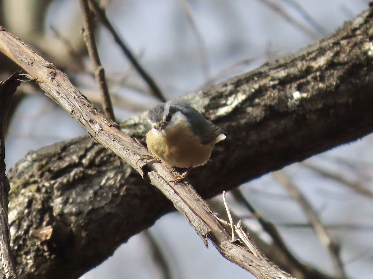 Red-breasted Nuthatch - ML646703400