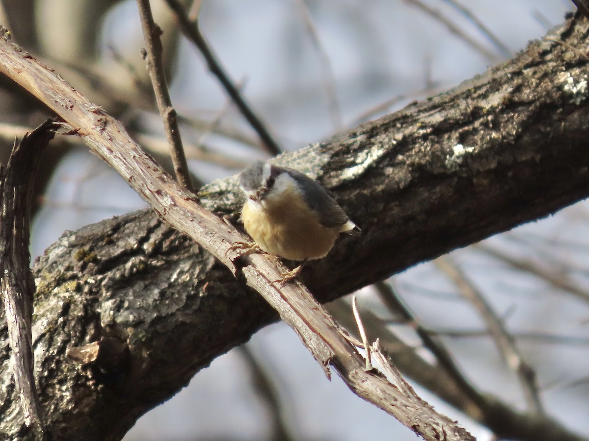 Red-breasted Nuthatch - ML646703401