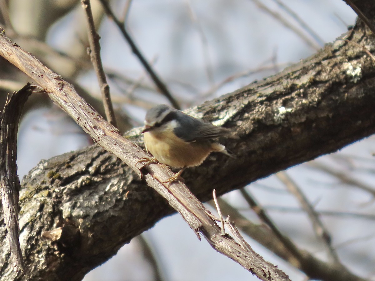 Red-breasted Nuthatch - ML646703402