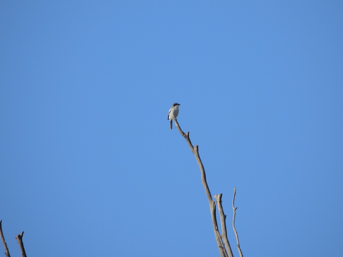 Loggerhead Shrike - ML646703409