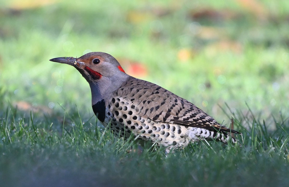 Altın Ağaçkakan (luteus x cafer) - ML646703413