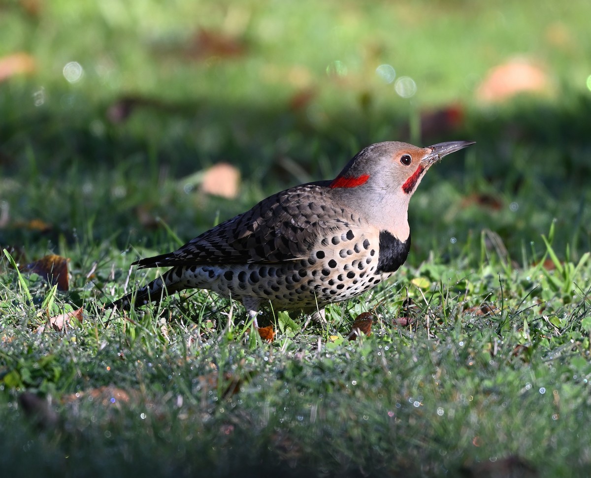 Altın Ağaçkakan (luteus x cafer) - ML646703414