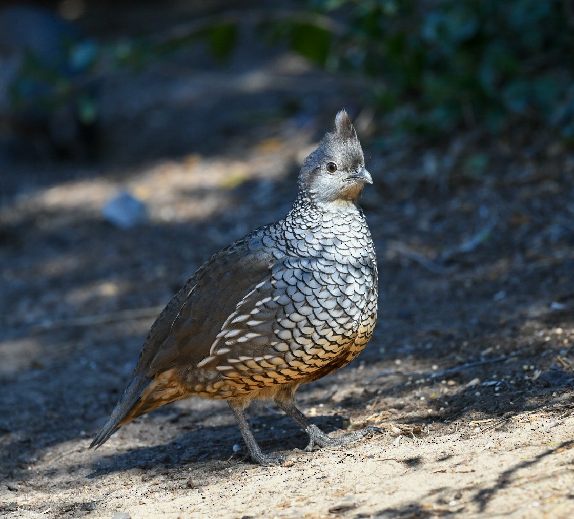 Scaled Quail - ML646703415
