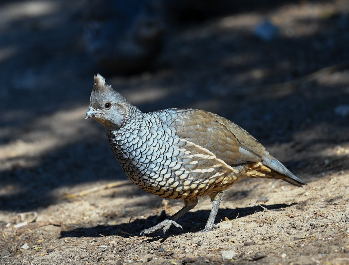 Scaled Quail - ML646703416