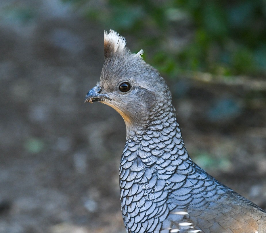 Scaled Quail - ML646703417