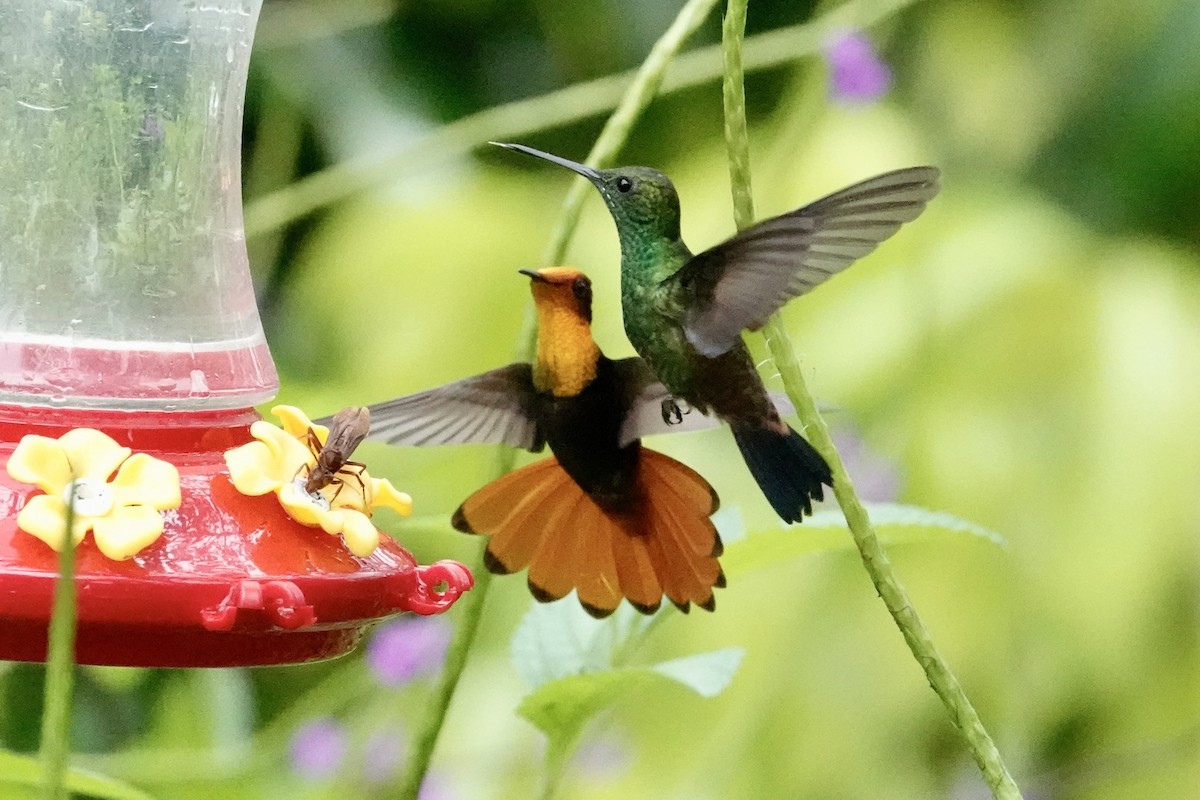 Ruby-topaz Hummingbird - ML646703418