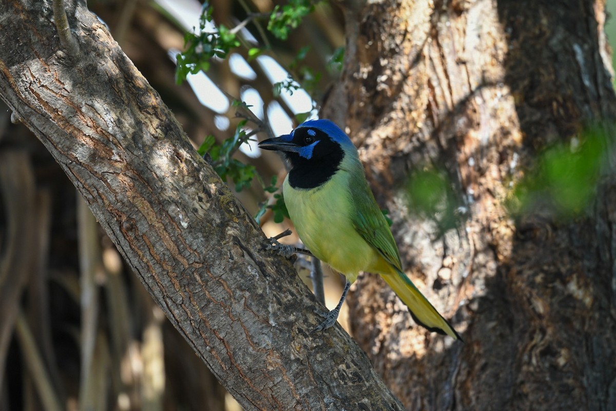 Перуанская сойка - ML646703425