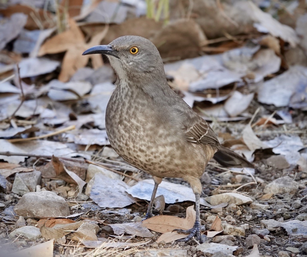 Curve-billed Thrasher (curvirostre Group) - ML646703433