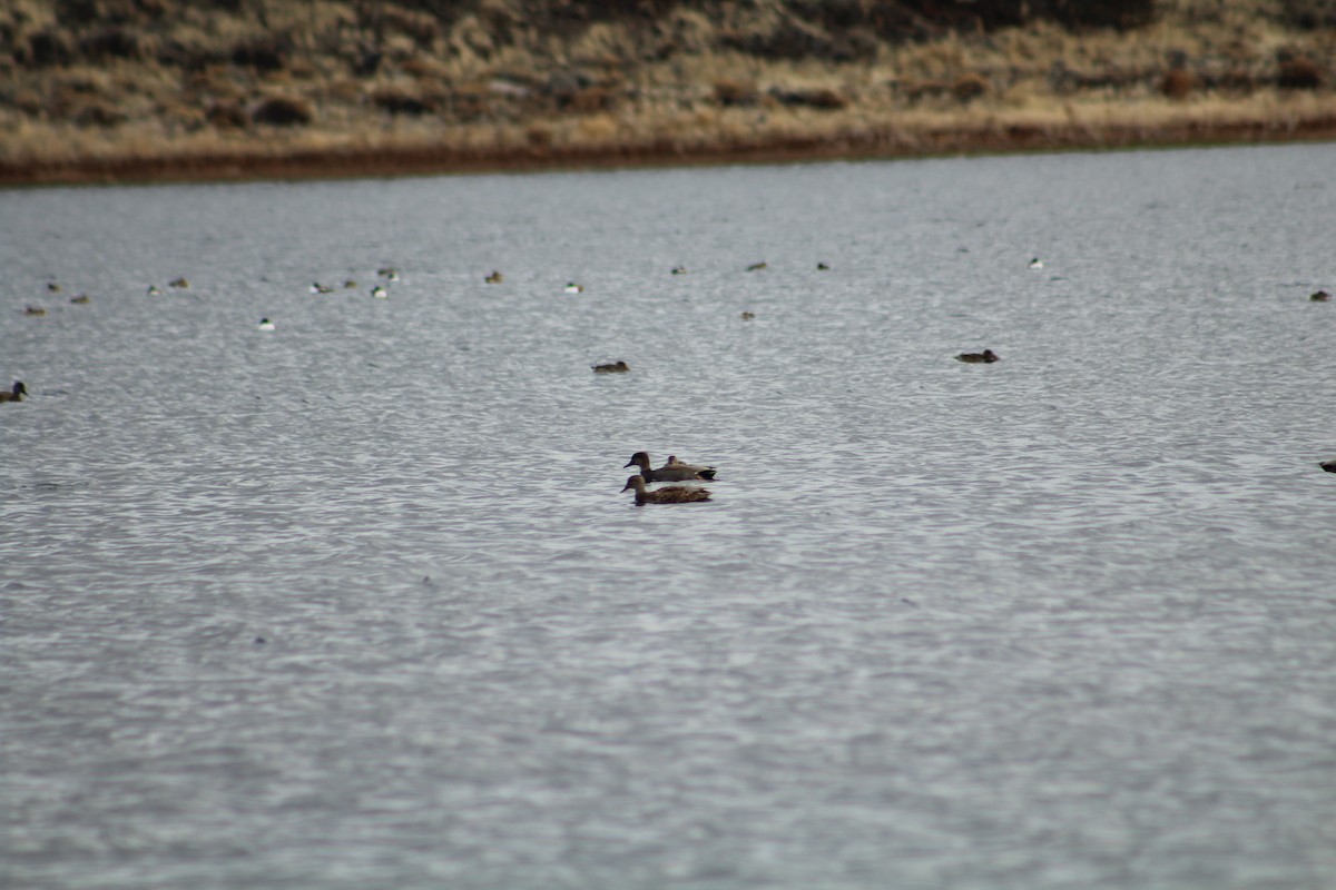 Boz Ördek - ML646703437