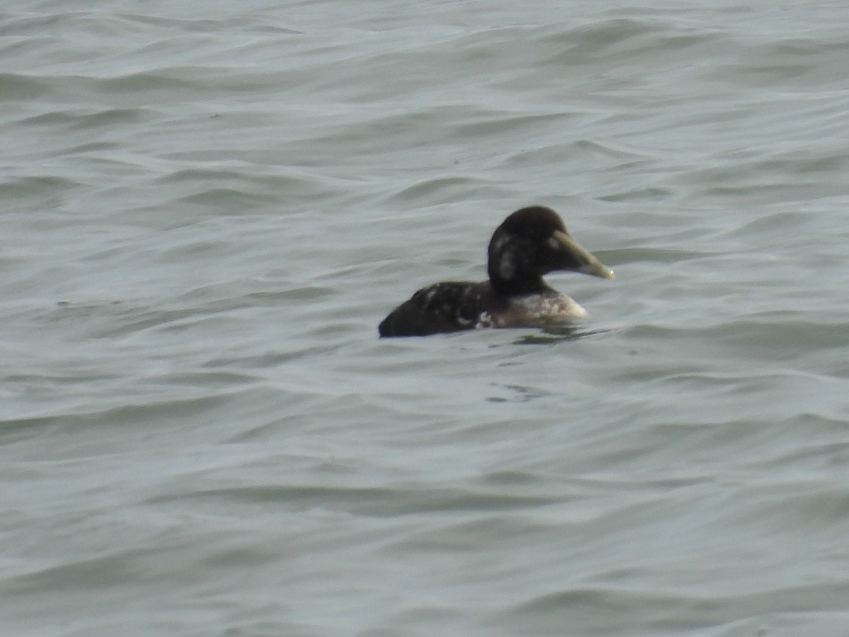 eBird Checklist - 10 Dec 2025 - Rudee Inlet - 14 species