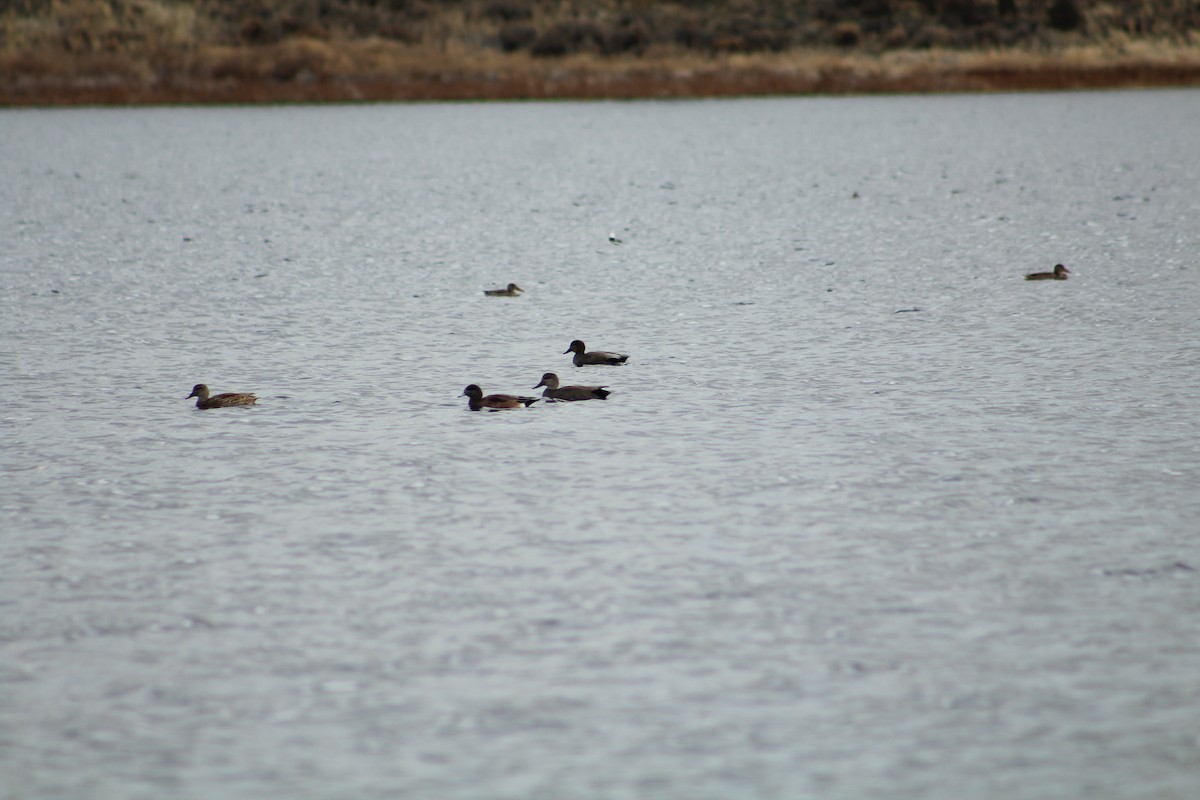 Boz Ördek - ML646703463