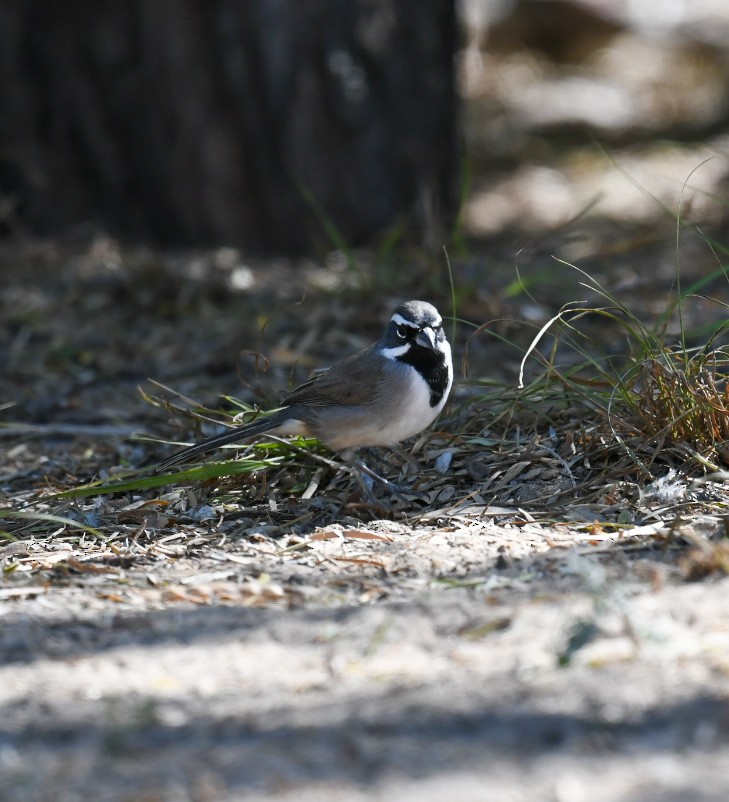 Black-throated Sparrow - ML646703468