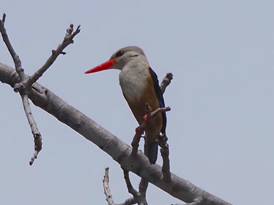 Alción Cabeciblanco - ML646703469
