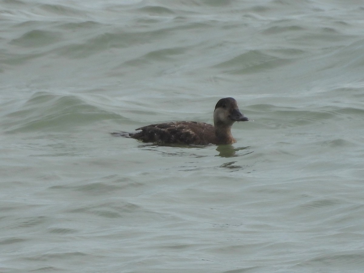 Surf Scoter - ML646703472