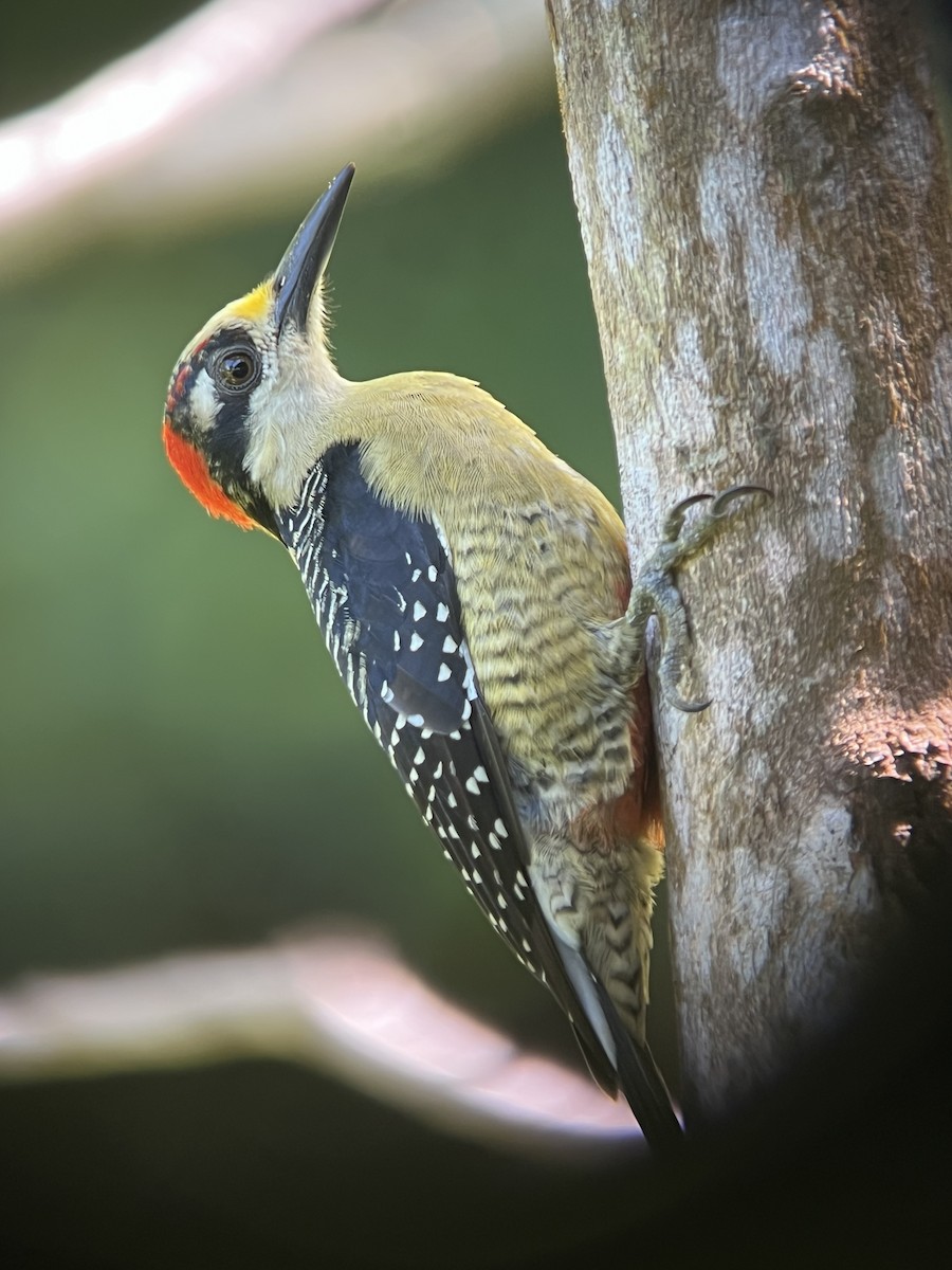 Black-cheeked Woodpecker - ML646703474