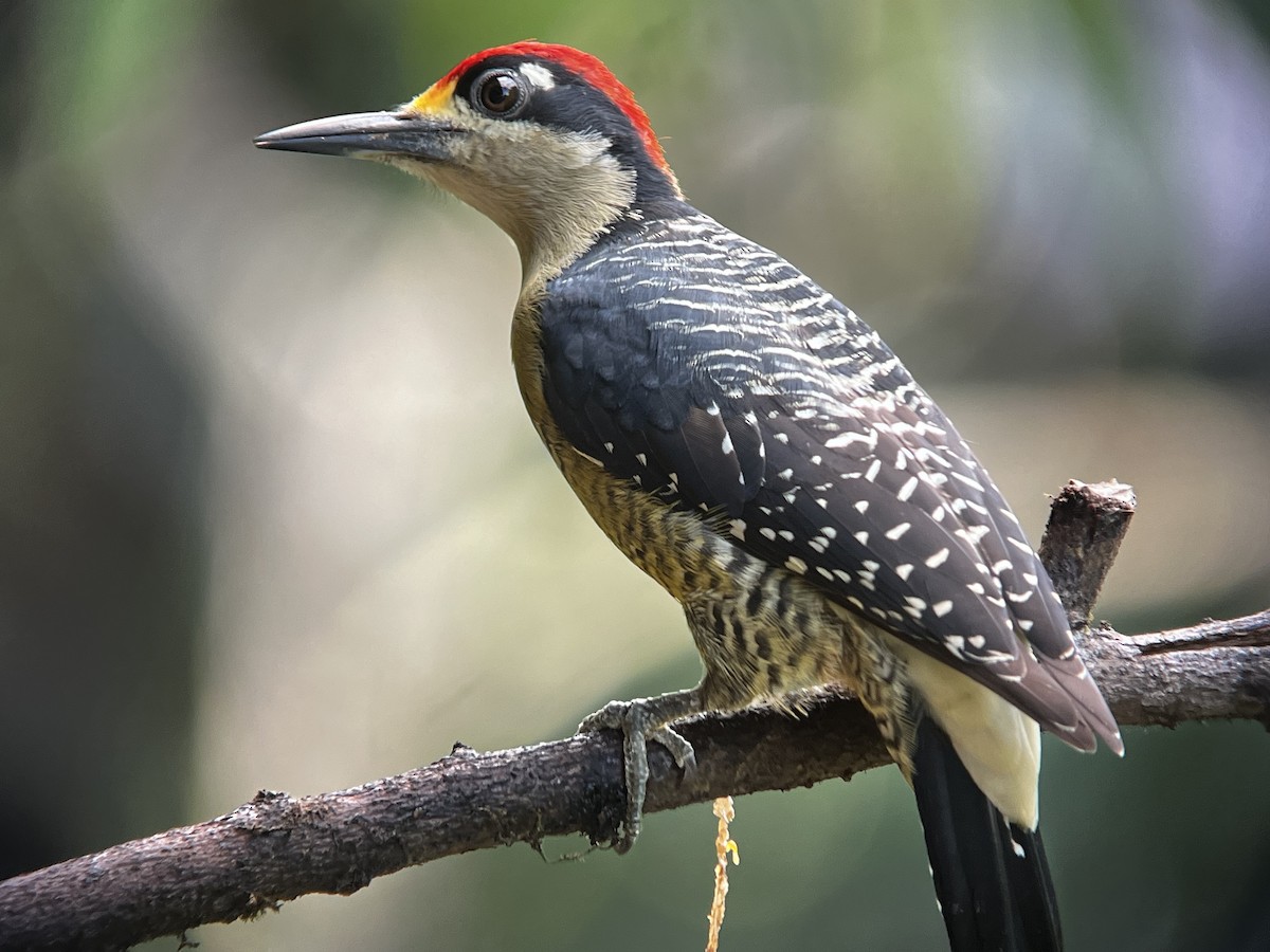Black-cheeked Woodpecker - ML646703475