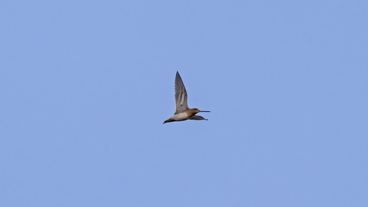 Бекас - ML646703477