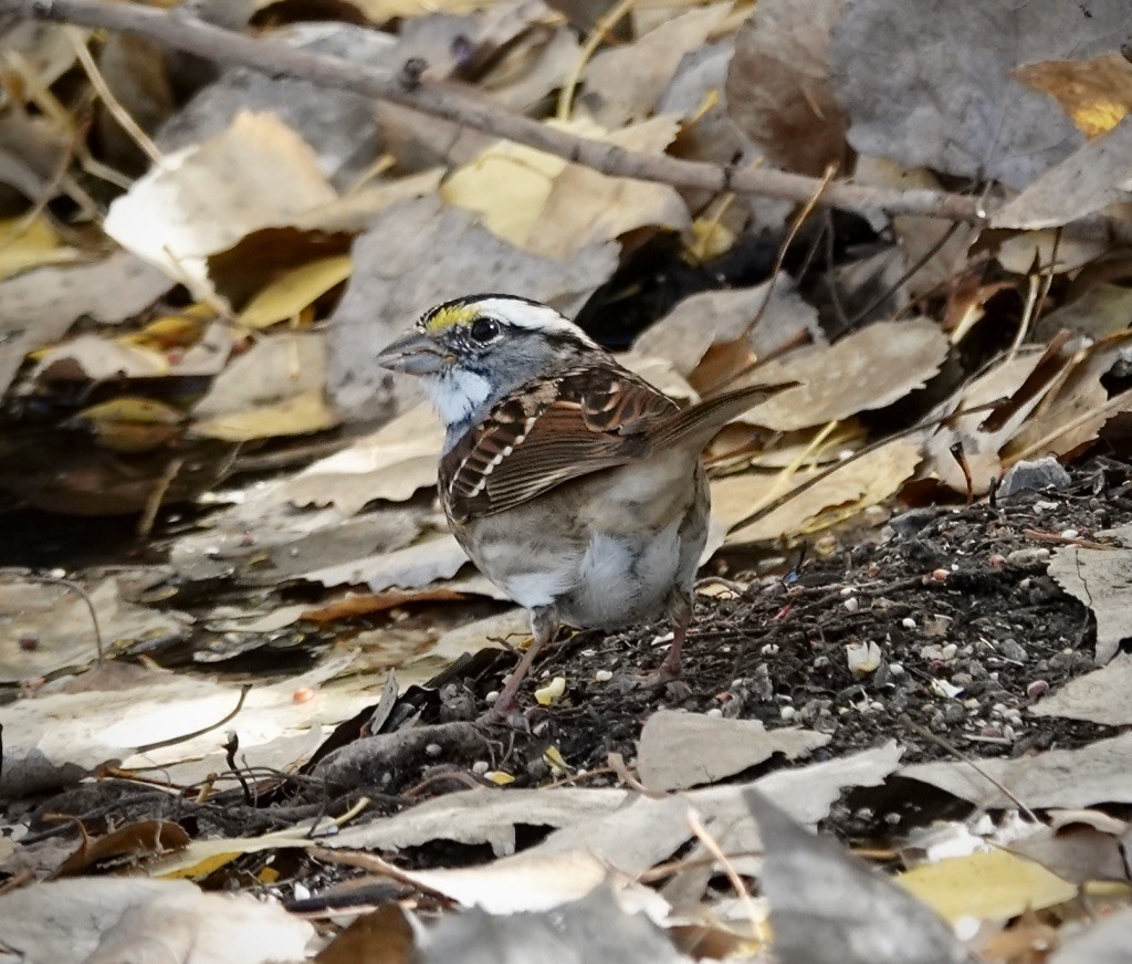 White-throated Sparrow - ML646703478