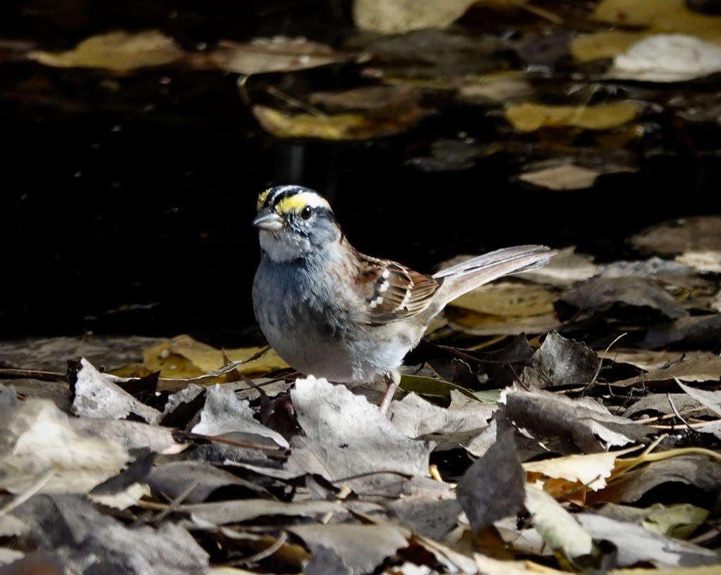 White-throated Sparrow - ML646703479