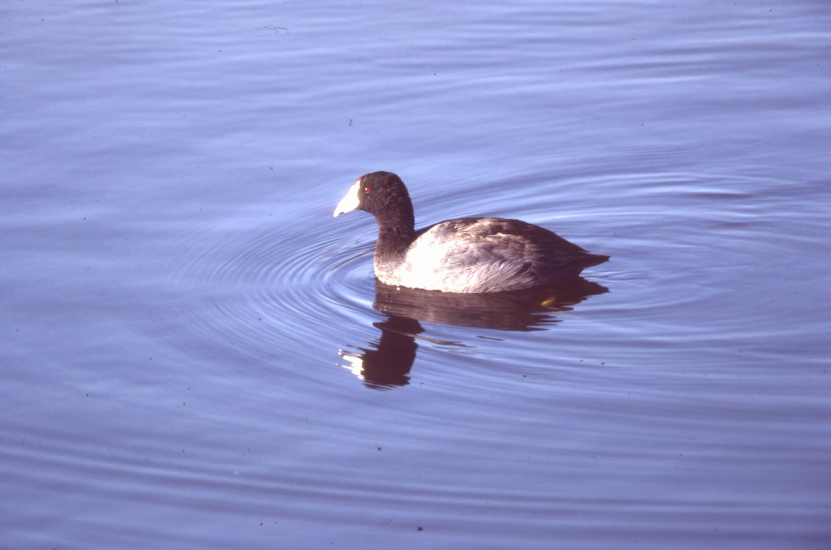 Американская лысуха (Red-shielded) - ML646703480