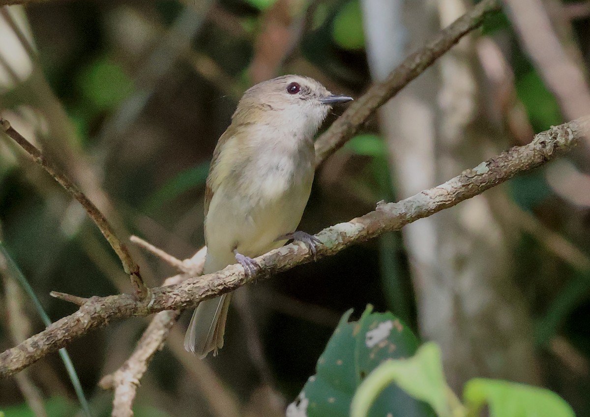 Серый свистун [группа griseiceps] - ML646703487