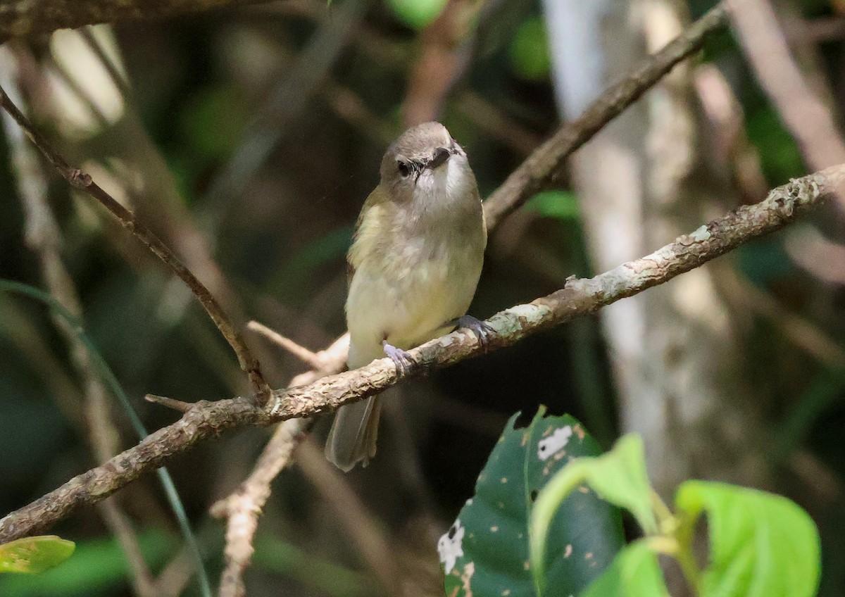 Серый свистун [группа griseiceps] - ML646703488