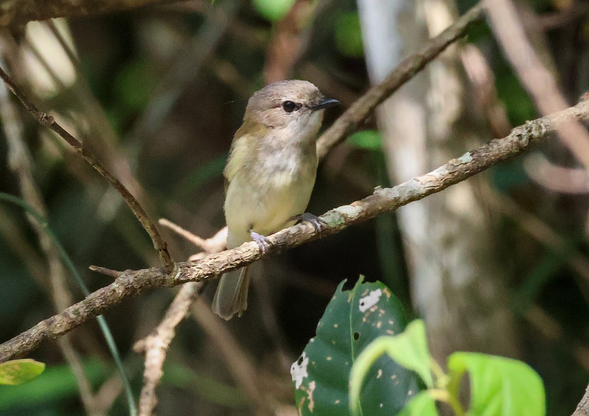 Серый свистун [группа griseiceps] - ML646703489