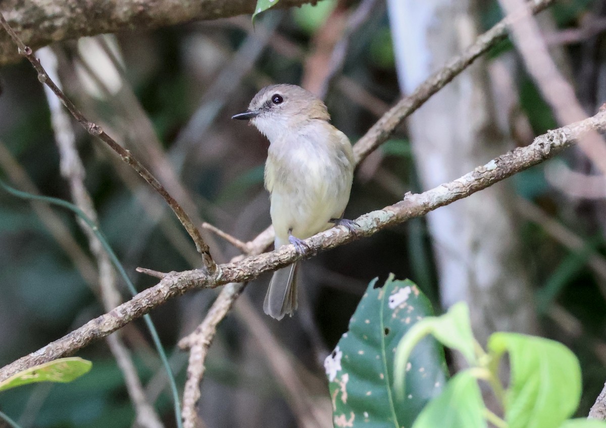 Серый свистун [группа griseiceps] - ML646703490