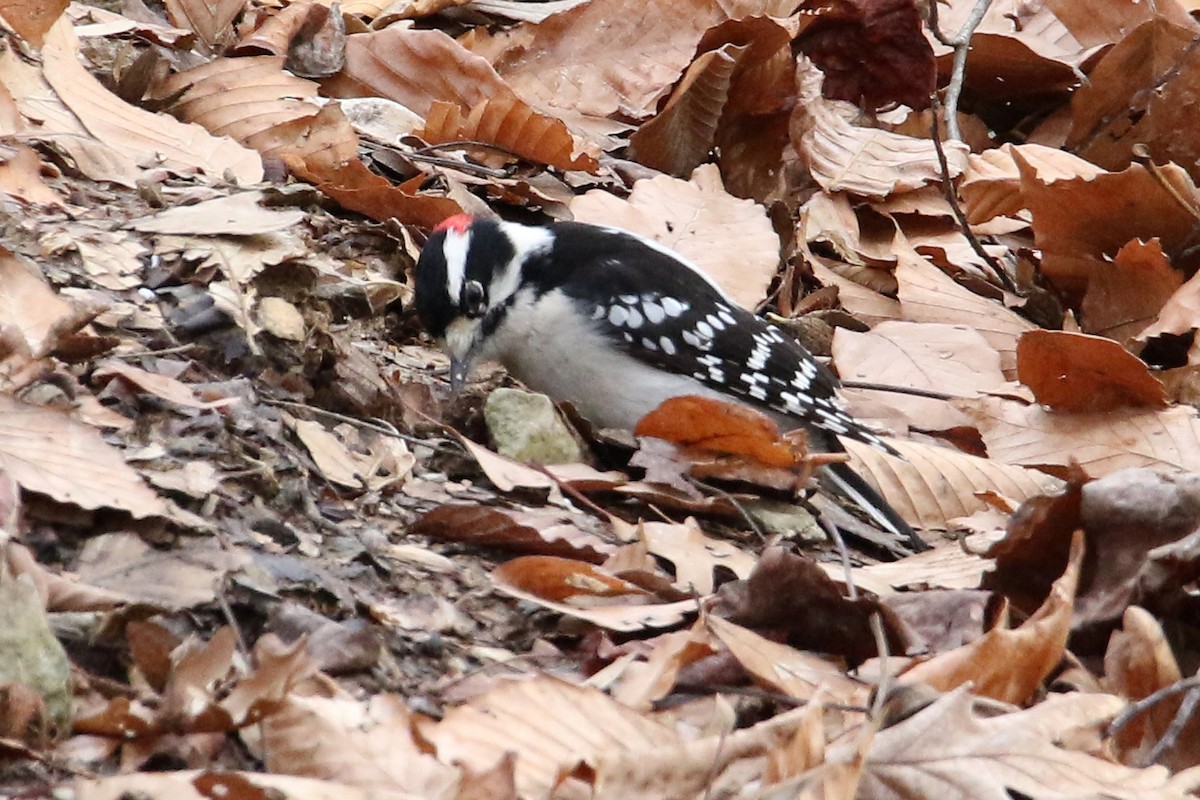 Pico Pubescente - ML646703493