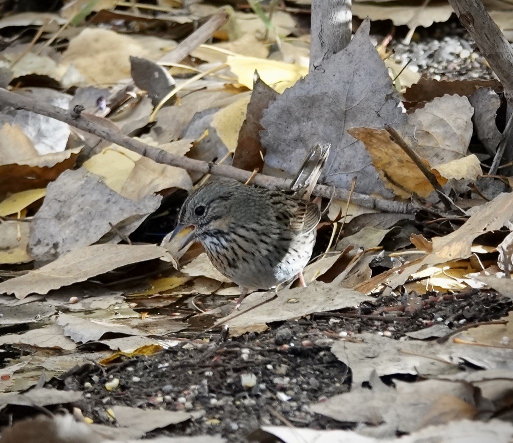 strnadec pruhohlavý - ML646703494