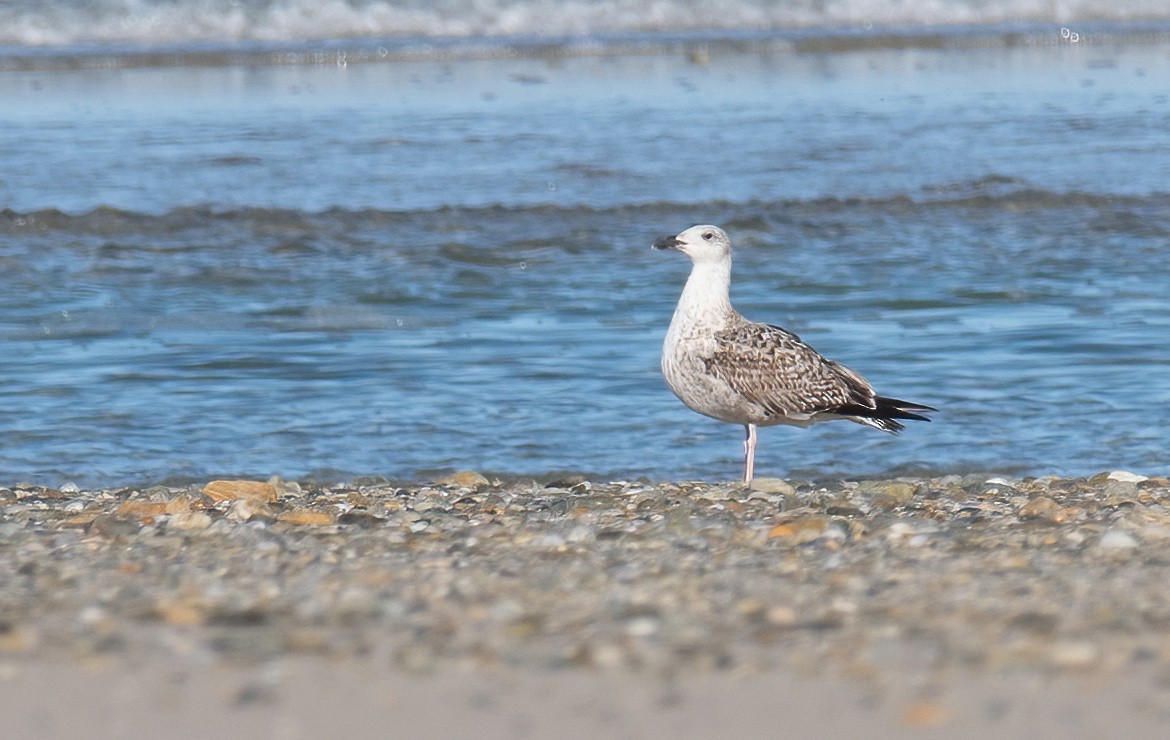 Great Black-backed Gull - ML646703495