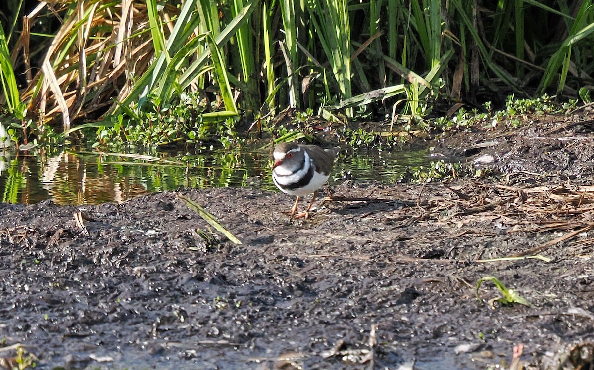 Chorlitejo Tricollar - ML646703500