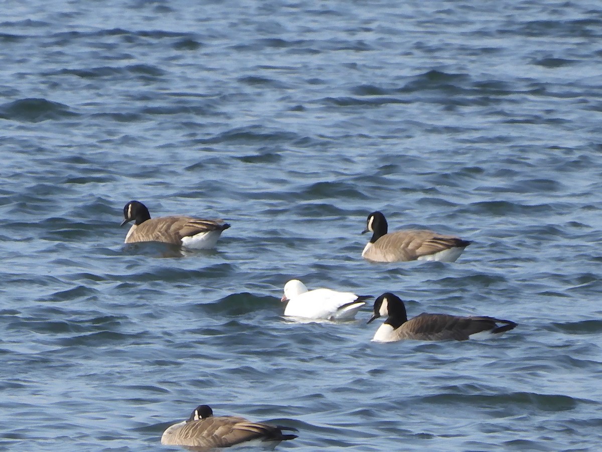 Гусь Росса - ML646703502