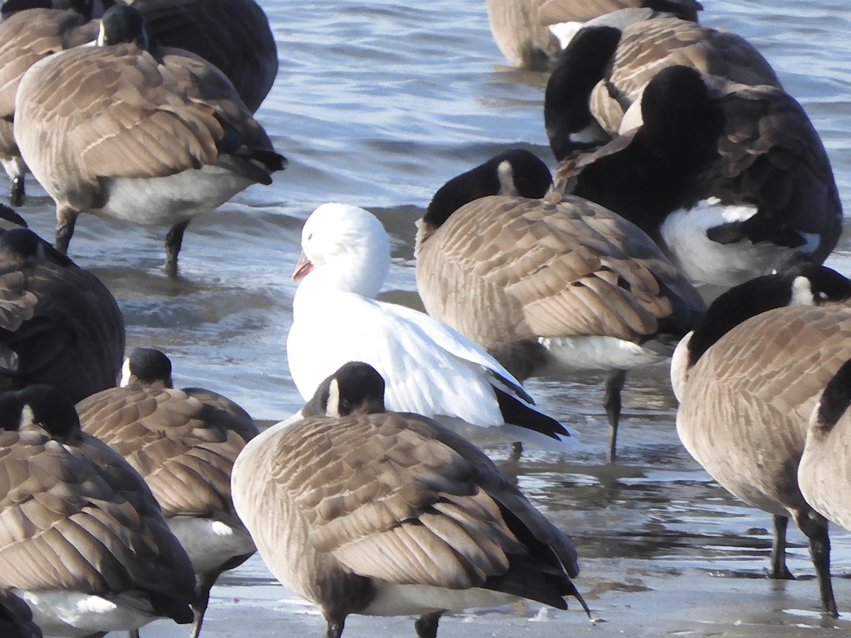 Гусь Росса - ML646703503