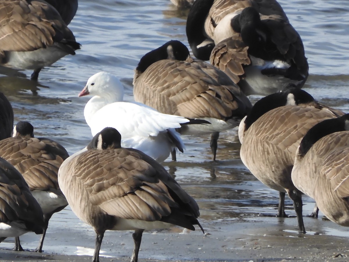 Гусь Росса - ML646703504