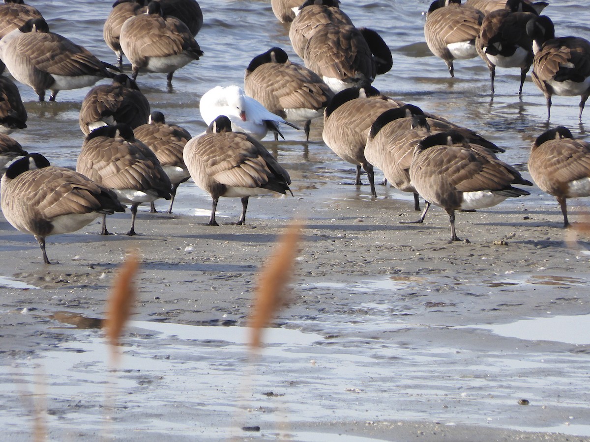 Гусь Росса - ML646703505