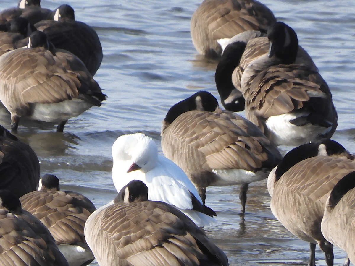 Гусь Росса - ML646703506