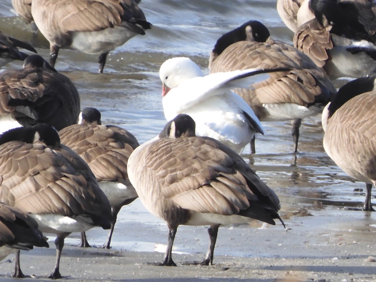 Гусь Росса - ML646703507