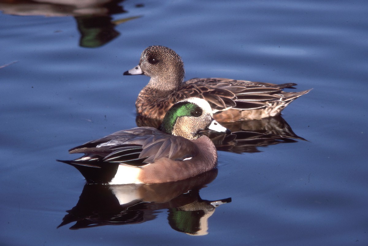 Американская свиязь - ML646703508