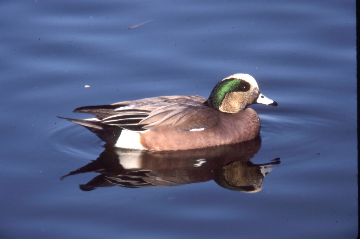 Американская свиязь - ML646703509