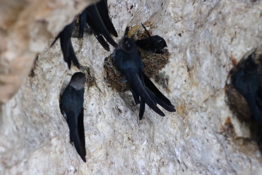 Plume-toed Swiftlet - ML646703513