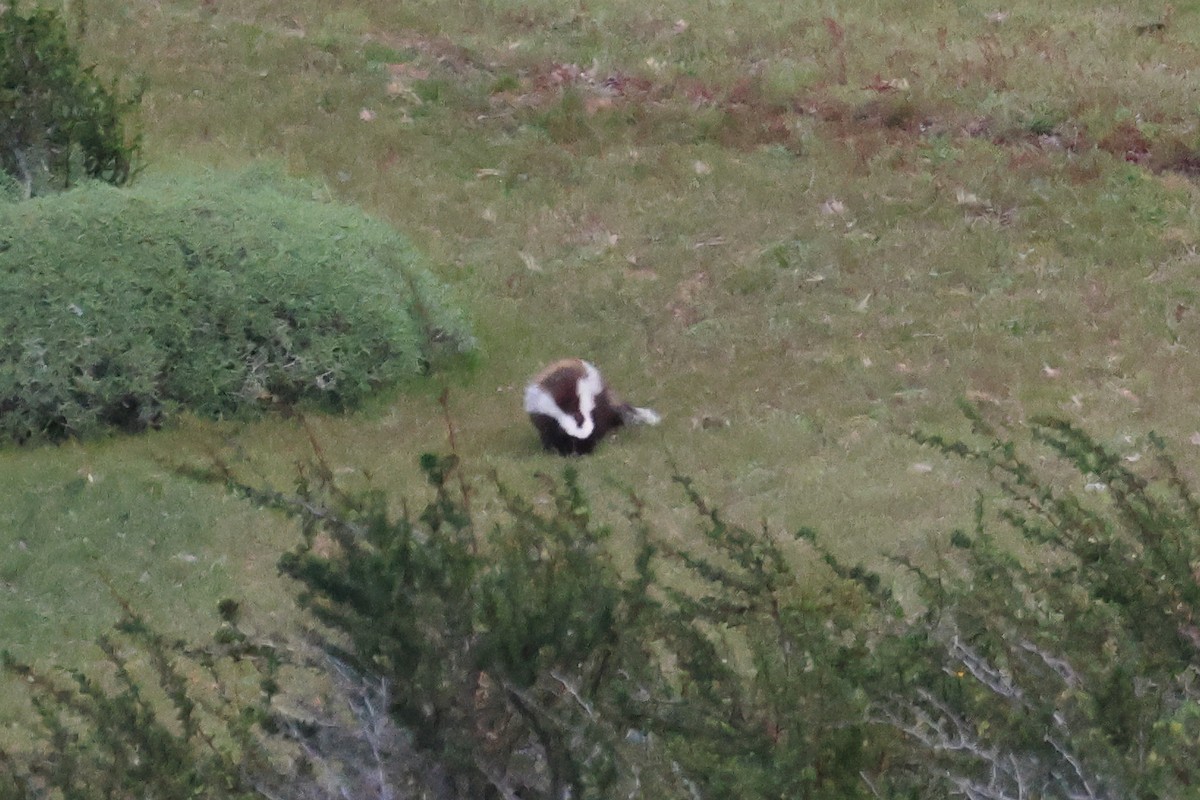 Южноамериканский скунс - ML646703514