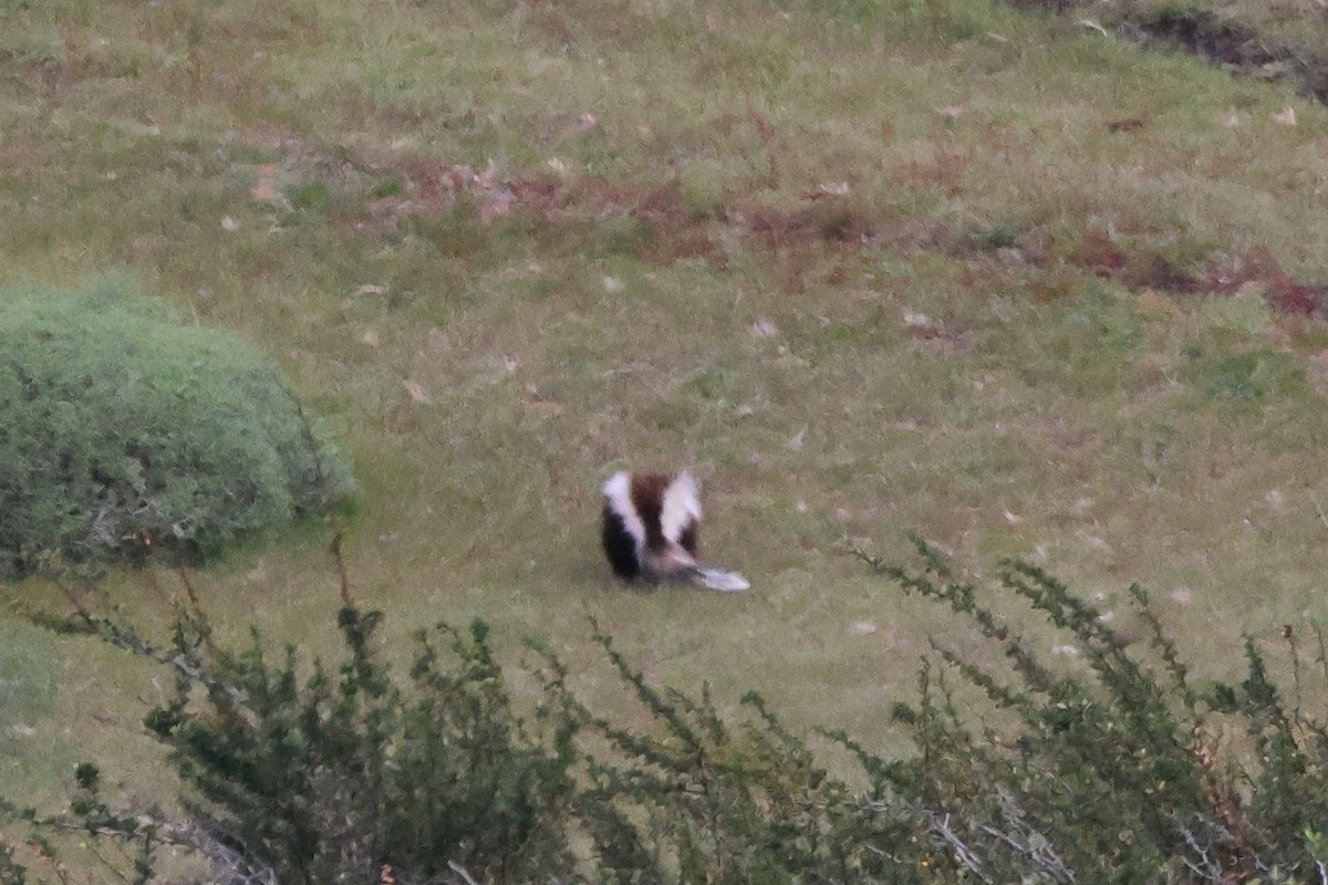 Южноамериканский скунс - ML646703515