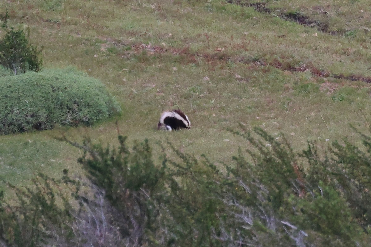 Южноамериканский скунс - ML646703516